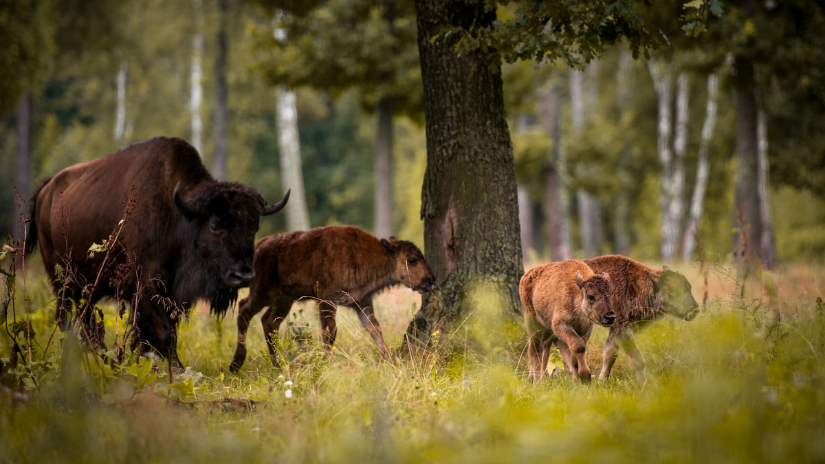 Regionalna Dyrekcja Lasów Państwowych w Białymstoku poinformowała dziś, że odstrzał żubrów w Puszczy Boreckiej na Mazurach jest konieczny m.in. po to, by stwierdzić, czy niektóre osobniki nie są chore na gruźlicę.