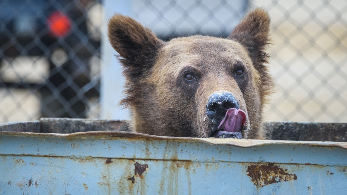 USA: turysta przestraszony przez niedźwiedzia w śmietniku chce odszkodowania
