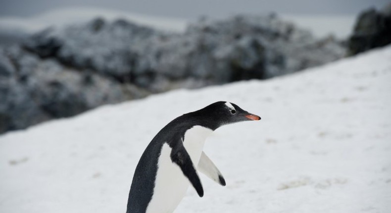 A Gentoo penguin waddling around Orne Harbour in the western Antarctic peninsula, one of a number of species that makes its home on the frozen continent