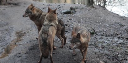 Atak watahy wilków w Sudetach. Polała się krew