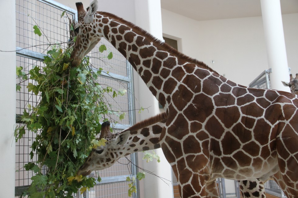 Malman, Denar i Malik - żyrafy z krakowskiego zoo