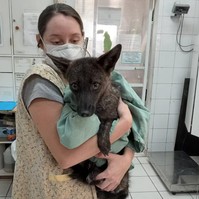 Anyu róka, apu kutya: Dogxim a világ első kutya-róka hibridje