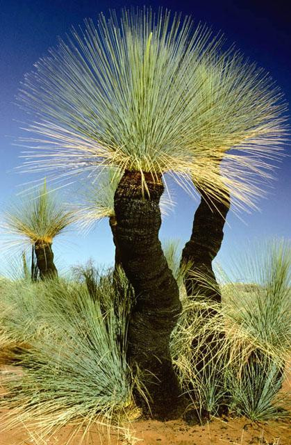 Galeria Australia - Safari fotograficzne, obrazek 21