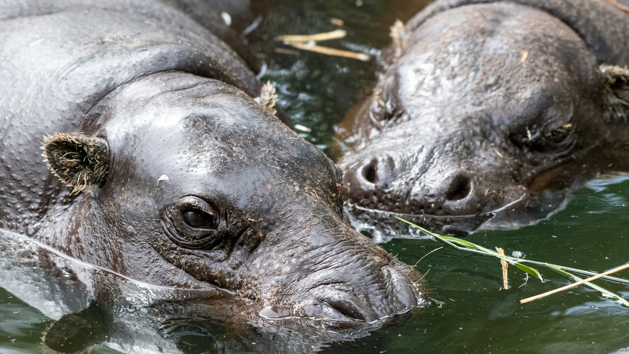 Gigantyczny słoń i unikalne gatunki. Rekordowe zainteresowanie Orientarium ZOO Łódź