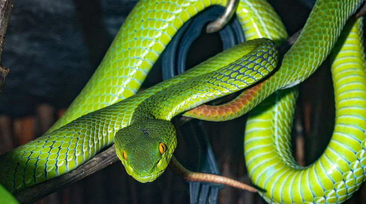 A kígyó Délkelet-Ázsiában őshonos