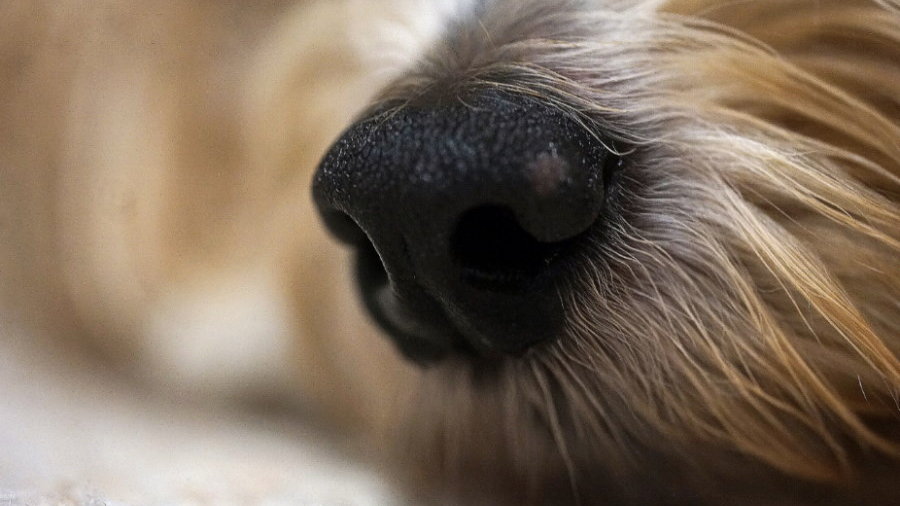Psy wiedzą, kiedy jesteśmy zestresowani. Potrafią to wyczuć z oddechu i potu, fot. Pexels