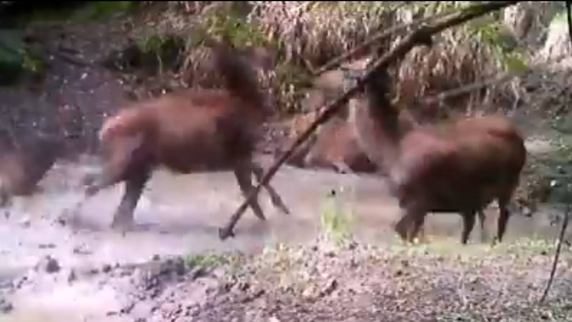 Polskie jelenie cieszą się po deszczu. Ich dzikie harce nagrały Lasy Państwowe