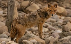 Szakale terroryzują chorwacką wyspę. "To będzie miało katastrofalne skutki"