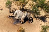 350 martwych słoni znaleziono w Botswanie w okolicach delty rzeki Okawango. Fot. Reuters/Forum