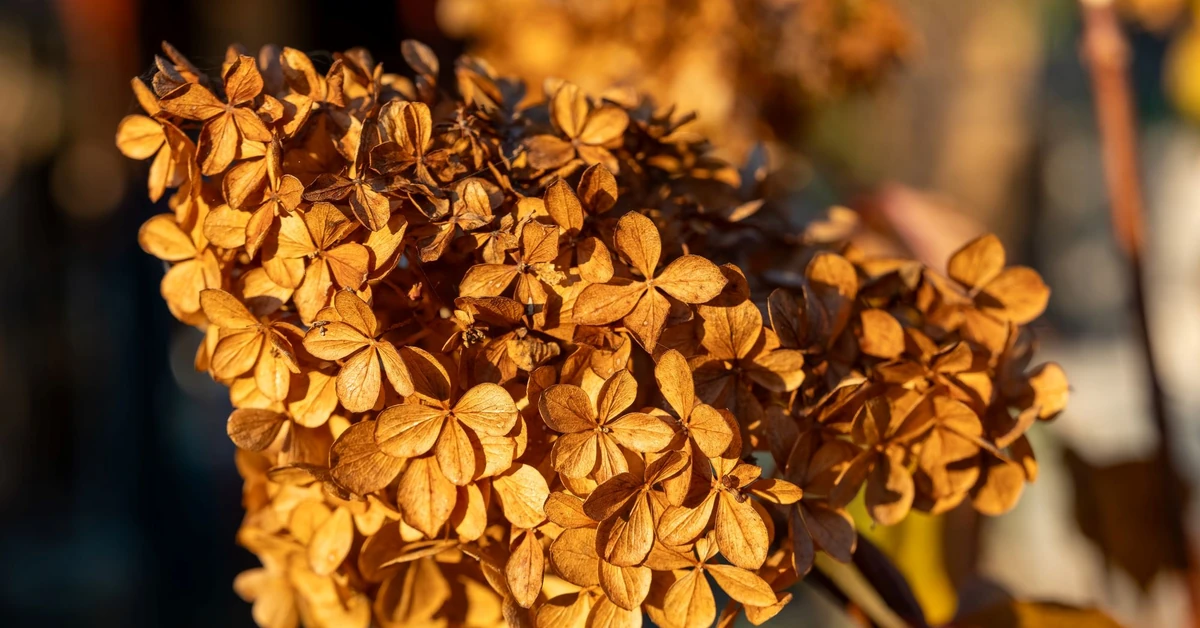 Czy suche kwiaty hortensji się obcina jesienią? Kiedy obcinać suche kwiaty hortensji bukietowej i ogrodowej?