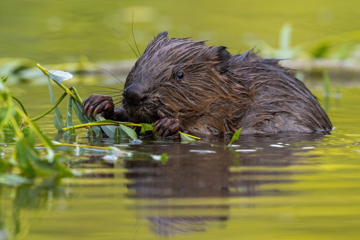 Plaga bobrów w Chorwacji