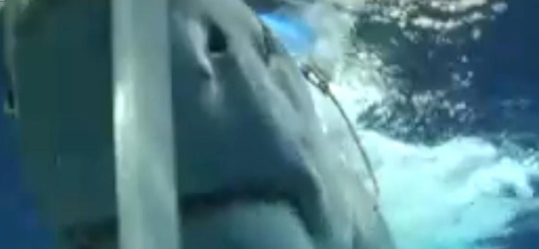 Egipski kurort zamyka plaże po ataku rekina