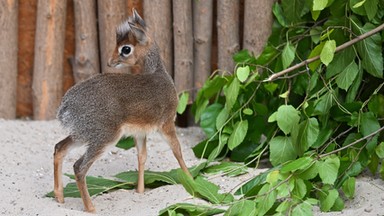 We wrocławskim zoo na świat przyszedł dikdik — jedna z najmniejszych antylop na świecie