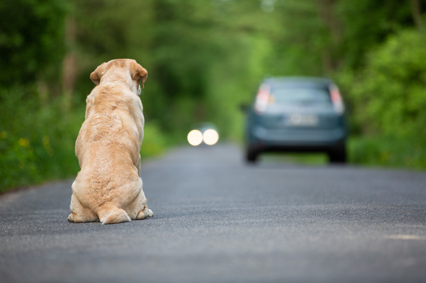 Utrata prawa jazdy za porzucenie zwierząt? Propozycja znanego polityka