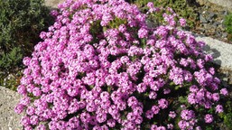 ten kwiat urośnie nawet na nieurodzajnej glebie i żwirze. posadź go w ogrodzie, a zakwitnie mnóstwo różowych obłoków