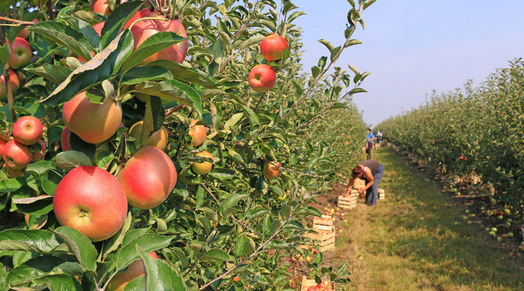 Aranyárban mérik majd a gyümölcsöket a nyáron / Fotó: Shutterstock