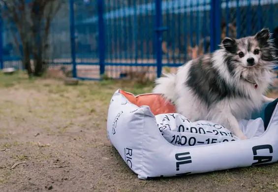 Wzięli stare banery reklamowe i zrobili z nich legowiska dla psów