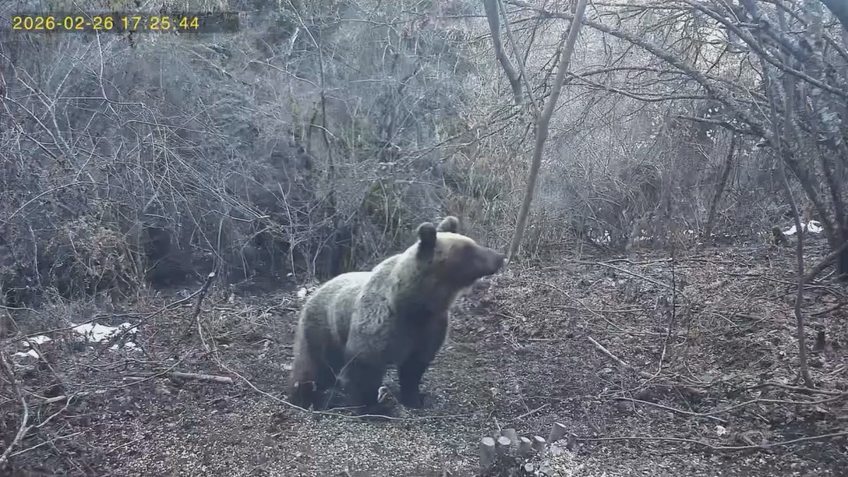 medved na ručku na Tari