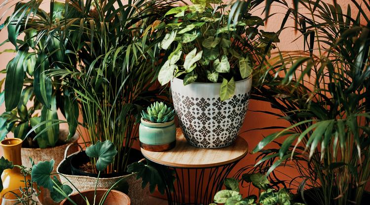Az összes szobanövényed gyönyörű lesz, ha ide teszed a lakásban Fotó: Getty Images