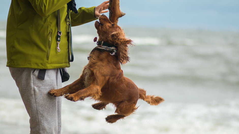 W Polsce znajduje się kilka plaż, na które można wybrać się z psem - Piotr/stock.acobe.com