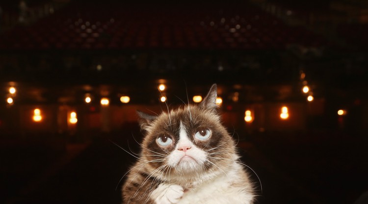 Grumpy Cat