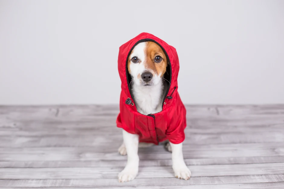 Neke rase "ostaju" male