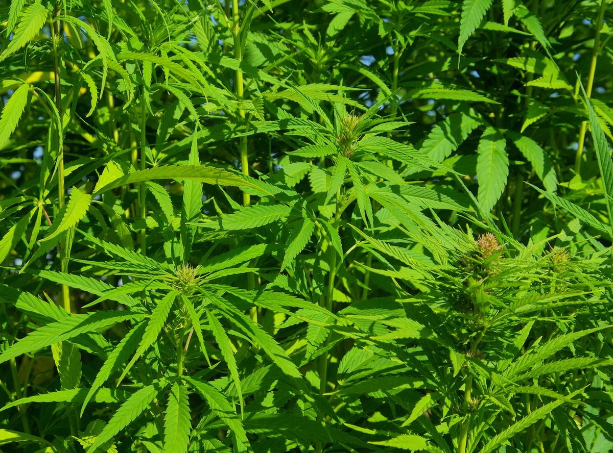 Sąsiedzi mogą legalnie uprawiać marihuanę