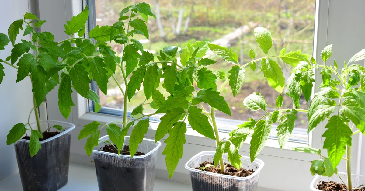 Kiedy siać pomidory na rozsady? Kiedy siać pomidory z nasion? Jak wyhodować pomidory z nasion krok po kroku?