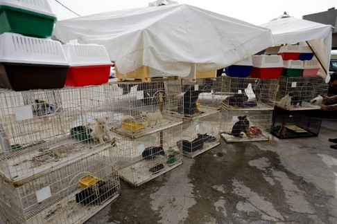 a worker attends to puppies 