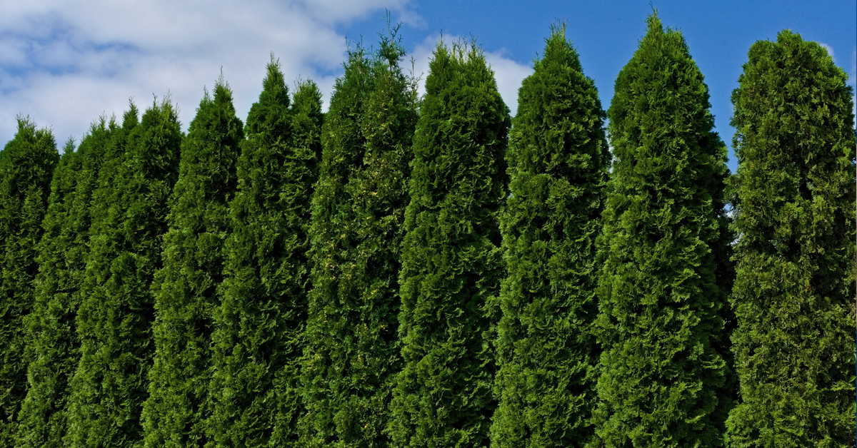 Trzeba będzie przyciąć tuje. Maksymalna dopuszczalna wysokość żywopłotu może zaskoczyć