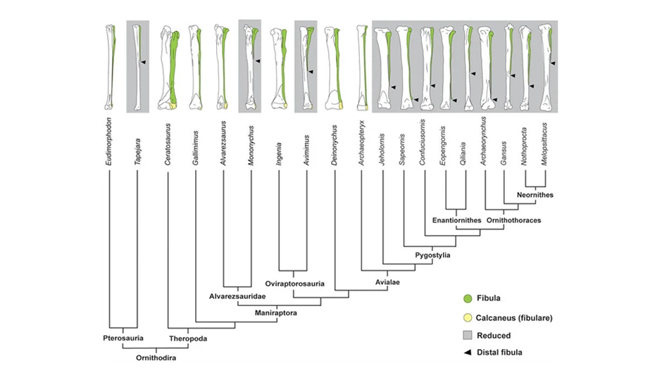 Kost je prolazila kroz razne faze