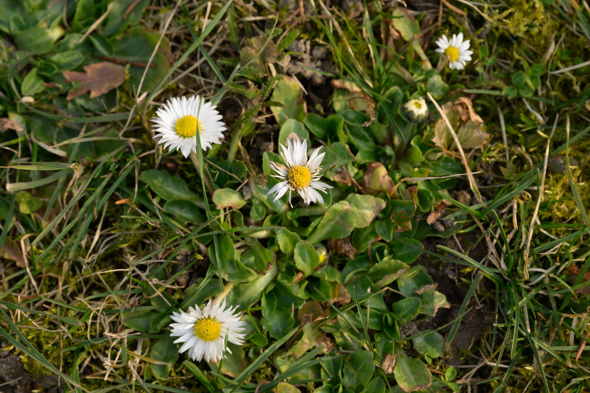 Jar v Mestskom parku v Nitre.
