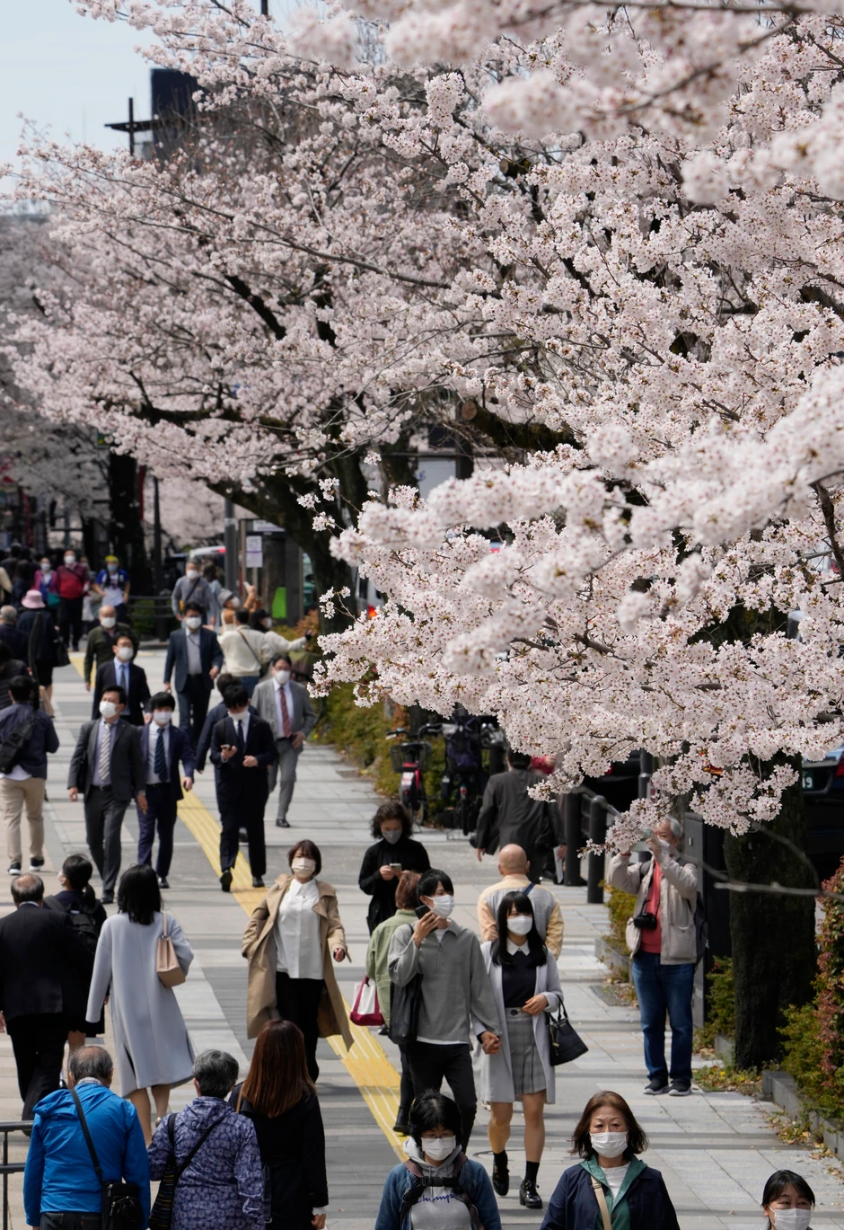 Cvat trešanja u Tokiju