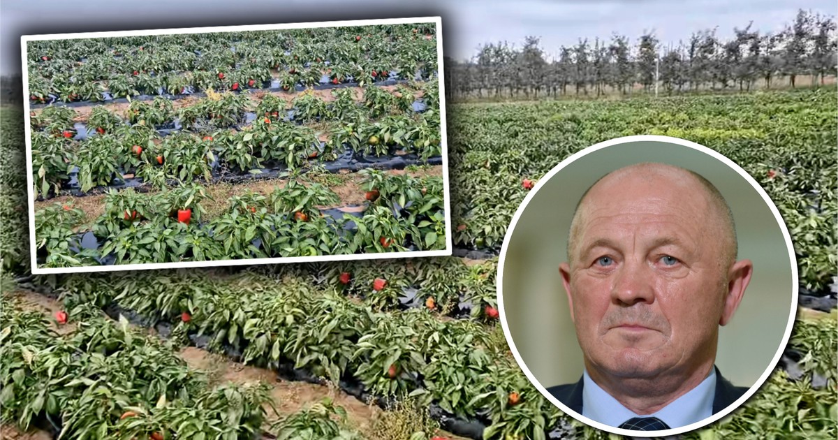 Rolnicy oddają plony za darmo. Sawicki: niech mają pretensje do PiS