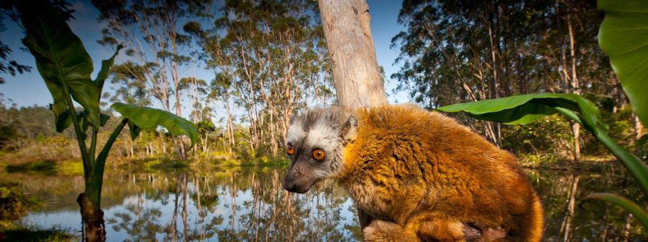 Red-fronted Brown Lemur with infant Madagascar