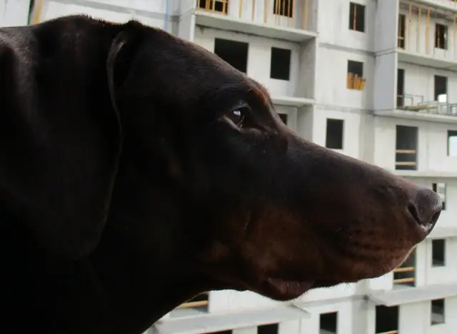 Piękny i rzadki (brązowy) doberman już czeka na to, aż z nim pobiegniesz