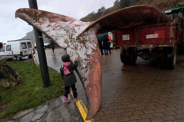 A girl touches the tail of the corpse of a beached whale on the beach of Arenal de Moris in Caravia