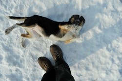 Za adopcję psa 1500 zł. W Suwałkach rusza akcja "Adoptuj seniora"