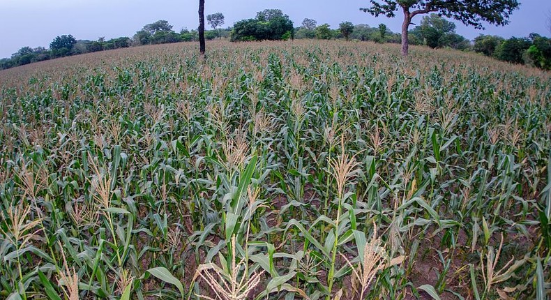 A farm in Ghana