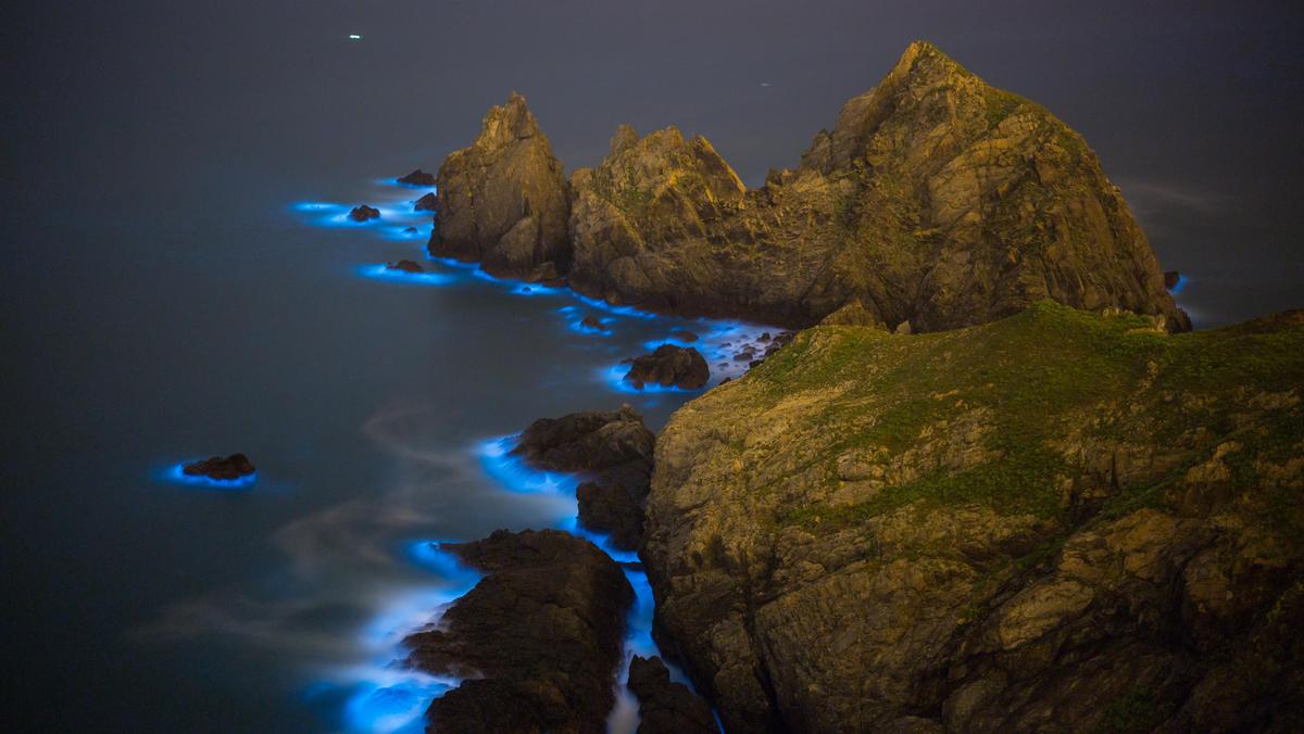 Blue Tears Bioluminescent algae Noctiluca Scintillans