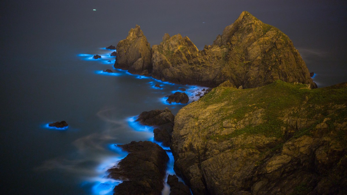 Blue Tears Bioluminescent algae Noctiluca Scintillans