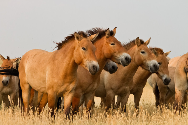 Konie Przewalskiego