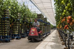 Polacy już nie chcą jeździć do pracy w Holandii