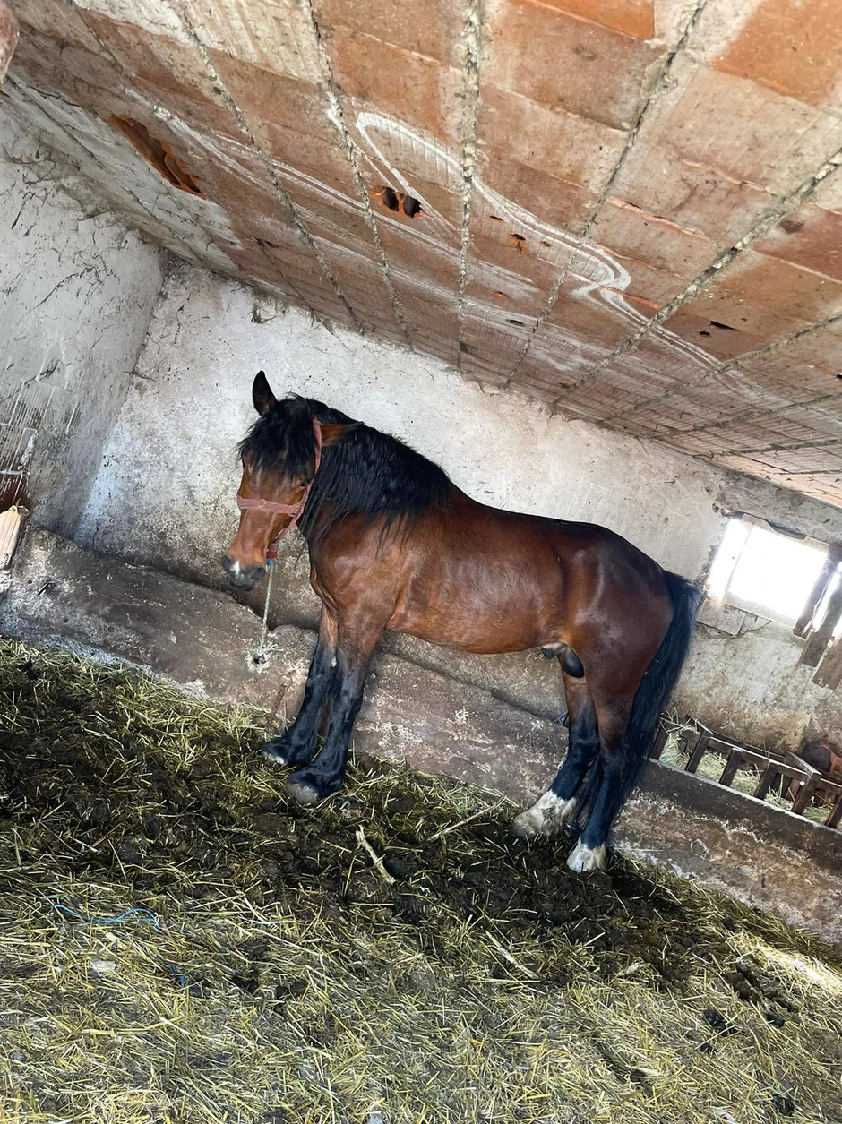 Konj Marko ukraden je u subotu, a kamere su snimile kradljvice