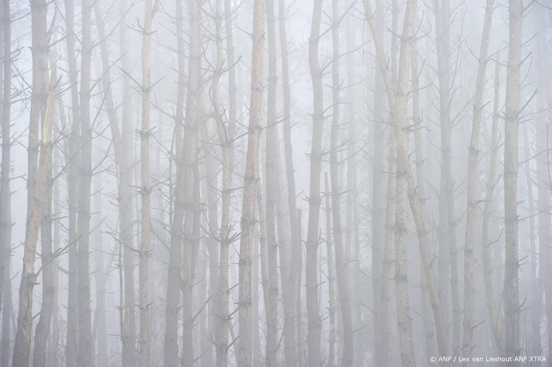 Zicht onder 200 meter: code geel voor dichte mist in het noordwesten