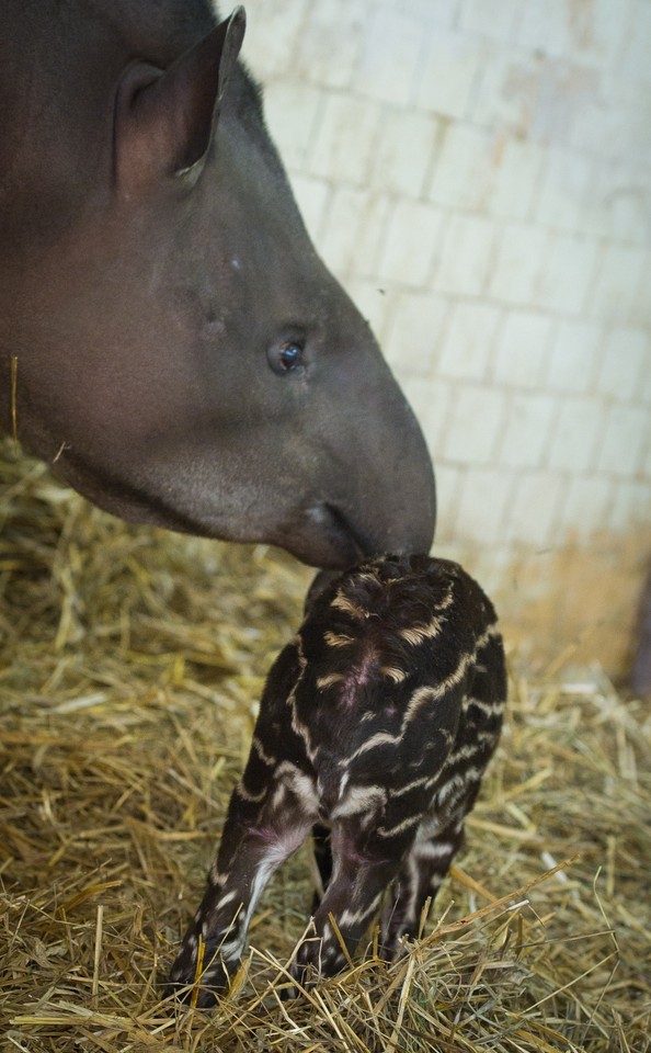 Łódzkie zoo ma nowych mieszkańców