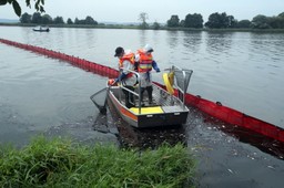 Niezależni eksperci zbadali próbki z Odry. Wyniki wskazują masowy zakwit glonów. "Ilości są olbrzymie"