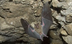 Na cukrzycę? Nietoperz. Naukowcy mają trop