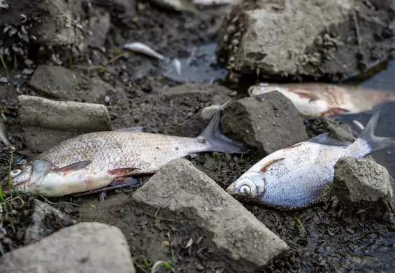 Martwe ryby w Odrze to wierzchołek góry lodowej. "Całe życie w rzece zostało zachwiane"