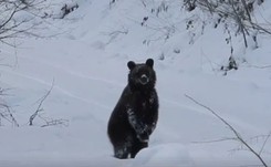 'Grzesiu, czego ty nie śpisz?'. Film ze spotkania leśniczego z niedźwiedziem hitem internetu [WIDEO]